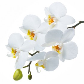 Стол обеденный Танго белый/Орхидея в Марьяновке - maryanovka.katalogmebeli.com | фото 3